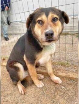 Boubou liegt uns sehr am Herzen - Bergisch Gladbach