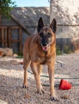 Ben Möchte seine Pension genießen🤍 - München