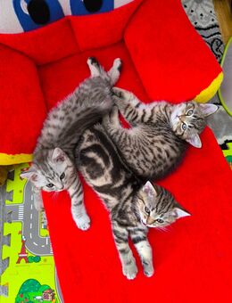Reinrassige Whiskas Tabby BKH - Iffezheim