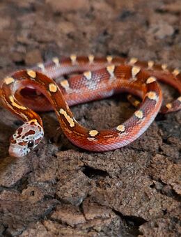 Toffee Blood Motley Pied, Toffee Blood Pied - Schwelm