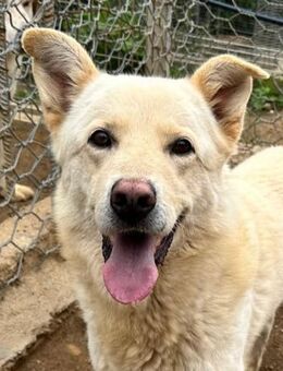 ALBUS - er möchte so gerne gefallen - Dänischenhagen