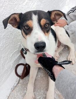 AIKO - möchte ländlich leben - Sulzbach-Laufen