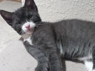 Kleiner Baby-Kater - Hamburg Wandsbek