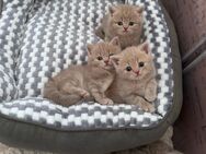 BKH Kitten - Ulm