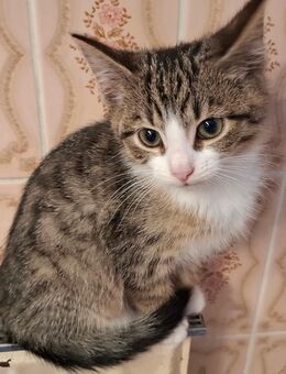 Drei Sontags-Kater (geb. 20. Juli 2025) suchen ein Zuhause - entwurmt, stubenrein, Tierarztcheck - Hamburg