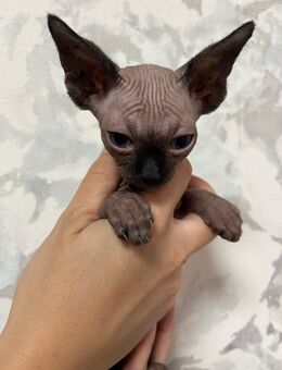 Sphinx Baby Katzen - Kupferzell