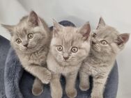 Britisch kurzhaar kitten - Kamen