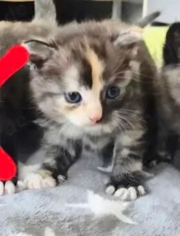 Entzückende Katzenkinder Maine Coon × BKH Flauschkugeln geimpft entwurmt gechipt mit Starterpaket - Viersen