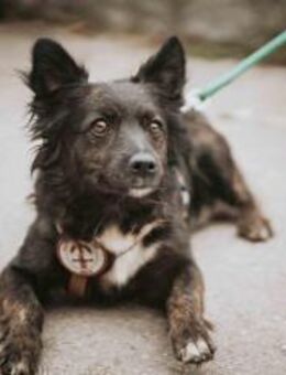 Cassiopeia möchte in liebevolle Hände - München