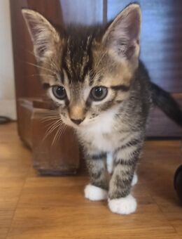 BKH-Mix Kitten - Mücheln (Geiseltal)