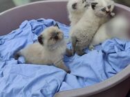 BKH Kitten mit Zubehör - Burscheid