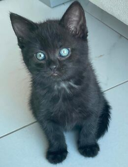 BKH Kitten mit Gesundheitszeugnis und Impfpass - Schalksmühle
