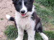 Süßer Neo sucht seine Familie - Weilheim (Oberbayern)