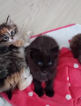 XXL Maine Coon Kitten - Bechhofen (Bayern)