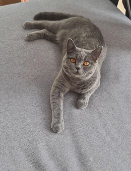 BKH Katze 1 Jahr alt - Gießen