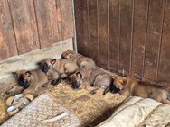 Malinois x Deutscher Schäferhund Welpen - Westerstede