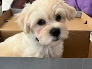 Maltese Havanese Welpen - Berlin Spandau