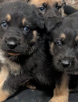 Deutscher Schäferhundwelpe Welpe reinrassig - Lenzen (Elbe)