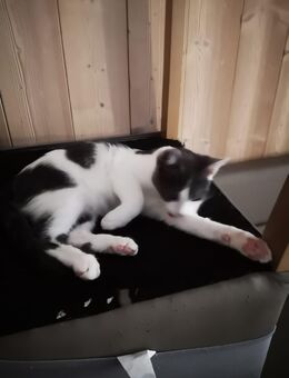 Katze mogli - Weichs