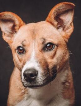 Caroline - genießt jede Aufmerksamkeit - Lohmar