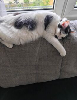 Junges Katzenmädchen sucht dringend ein neues Zuhause - Karlsruhe