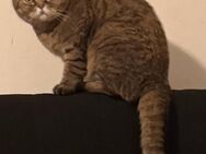 3-jährige, kastrierte Katze - Bochum Querenburg