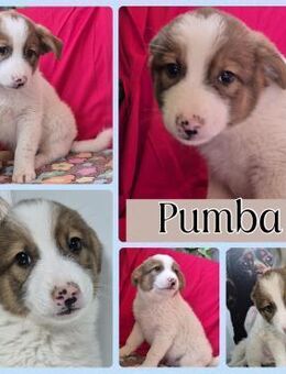 Pumba sucht Kuschelkörbchen - Bissingen