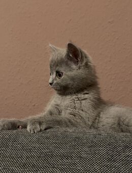 BKH Blue _Katerchen sucht sein neues Zuhause - Düren