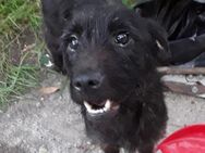 Ombra 💚💚💚 Familienanschluss gesucht - Herxheim (Landau)