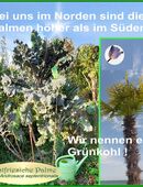 ♥ Ostfriesische Palme, Hohe alte Grünkohl Sorte,Samen,Rarität Tulpenstolz,samenfest winterhart Gemüse Saatgut in 22457