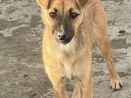 Zarte Kaya sucht ihr erstes Zuhause - Duisburg