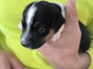 Parson Jack Russell Welpen - Groß Kreutz (Havel)