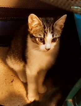 Süßer Katzenbaby sucht ein zu Hause - Ofterdingen
