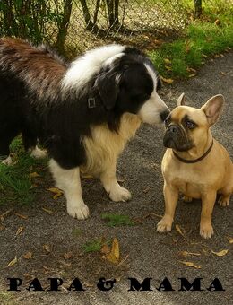 Welpen warten auf ihr Für-immer-Zuhause! - Heidesee