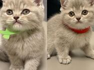 BKH KITTEN AB 1.7 abgzugegen geimpft und entwurmt - Mannheim