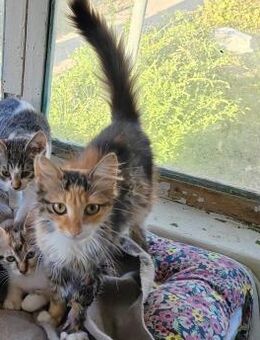 Ruby; hatte ein schlimmes Schicksal - Geilenkirchen