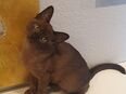 Burma Kitten 3 Monate alt in 23714