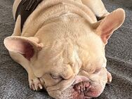 Liebevolle Französische Bulldogge abzugeben - Gräfenhainichen