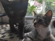 Kitten Kätzchen Kater Katerchen - Schlotheim