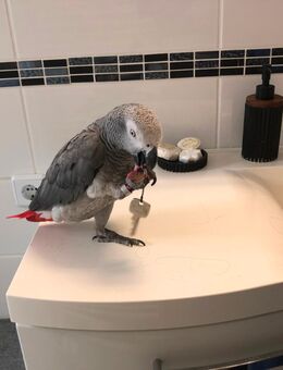 Papagei , Vogel , Graupapagei ( Dringend ) - Delmenhorst