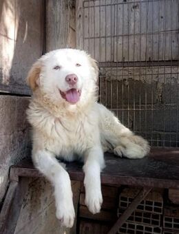 Hunde brauchen Hilfe - werdePflegestelle - Marienfließ