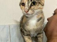 🆘 Notfall 🆘 Schmusekatze Amanda❤️EILT - Eislingen (Fils)