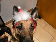 Schäferhund teddy sucht zuhause - Baumgarten