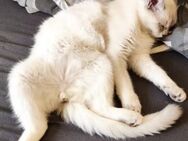 BKH Kater abzugeben. 8 Monate Alt. Kastriert. Geimpft - Neuburg (Donau)