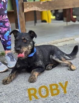 Roby, Schnauzermix sucht sein Glück - Linden (Hessen)