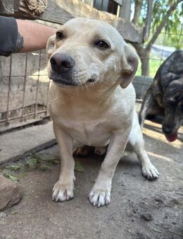 Rudi - will Teil einer Familie sein - Köln