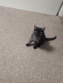 BKH Katerchen sucht liebevolles zu Hause in 22115