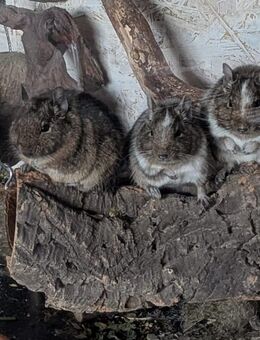 Drei Degu Männchen - Gotha