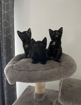 Hauskatzen - Kehl