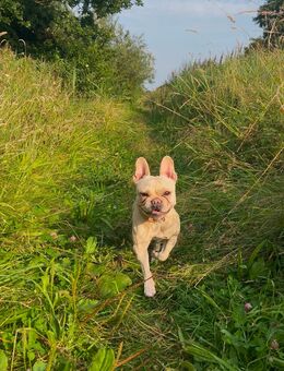 Französische Bulldogge Weibchen abzugeben - Wilhelmshaven Zentrum
